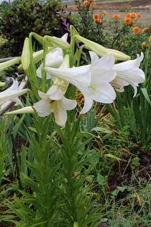 Белая лилия Донецк