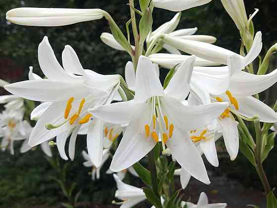 Белая лилия Донецк