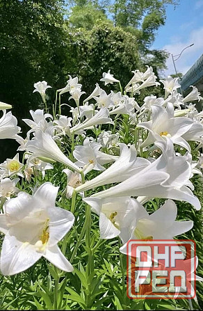 Белая лилия Донецк - изображение 2