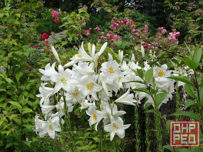 Белая лилия Донецк - изображение 3