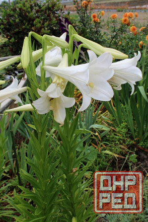 Белая лилия Донецк - изображение 4