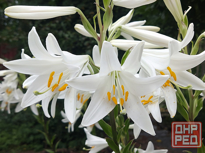 Белая лилия Донецк - изображение 1