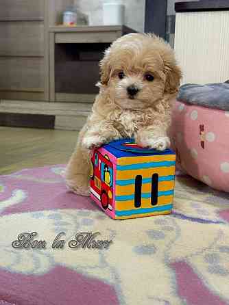 Мини Мальтипу и Чихуашечки Донецк