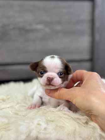 Мини Мальтипу и Чихуашечки Донецк