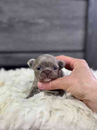 Мини Мальтипу и Чихуашечки Донецк