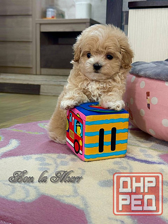 Мини Мальтипу и Чихуашечки Донецк - изображение 2