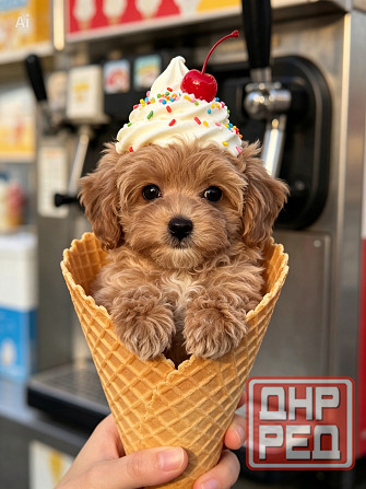 Мини Мальтипу и Чихуашечки Донецк - изображение 1