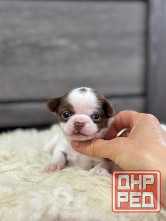 Мини Мальтипу и Чихуашечки Донецк - изображение 4