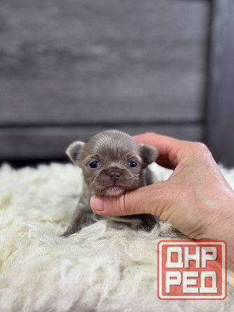 Мини Мальтипу и Чихуашечки Донецк - изображение 3