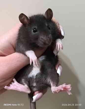 Декоративная крыса Донецк