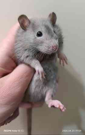 Декоративная крыса Донецк