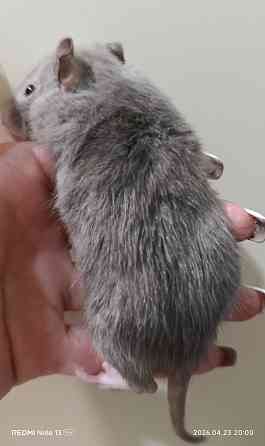 Декоративная крыса Донецк