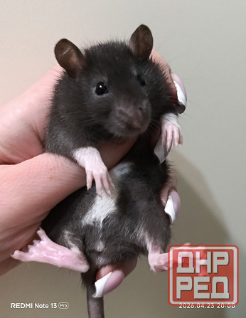 Декоративная крыса Донецк - изображение 3