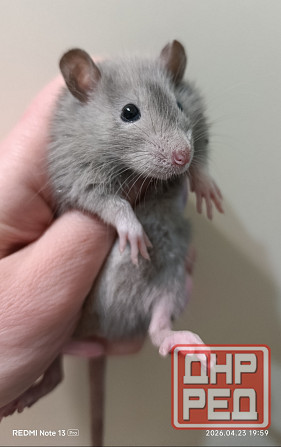 Декоративная крыса Донецк - изображение 1