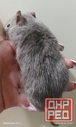 Декоративная крыса Донецк - изображение 2