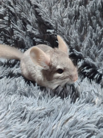 Шиншилла Макеевка Макеевка