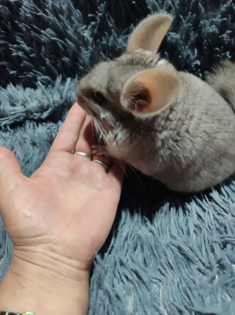 Шиншилла Макеевка Макеевка