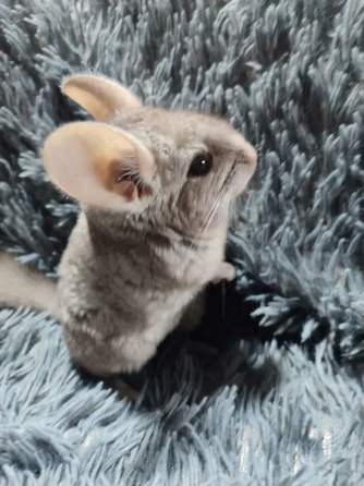 Шиншилла Макеевка Макеевка