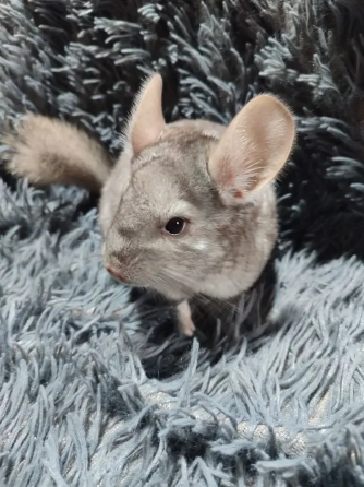 Шиншилла Макеевка Макеевка