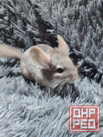 Шиншилла Макеевка Макеевка - изображение 2