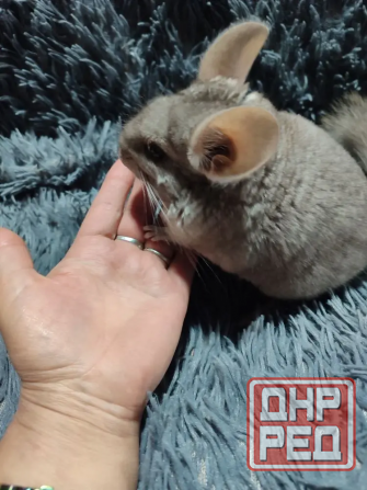 Шиншилла Макеевка Макеевка - изображение 4