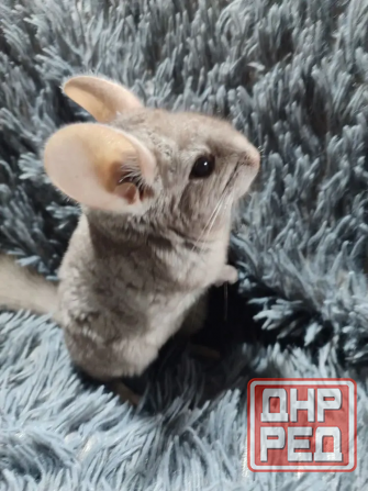 Шиншилла Макеевка Макеевка - изображение 1