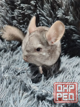 Шиншилла Макеевка Макеевка - изображение 3