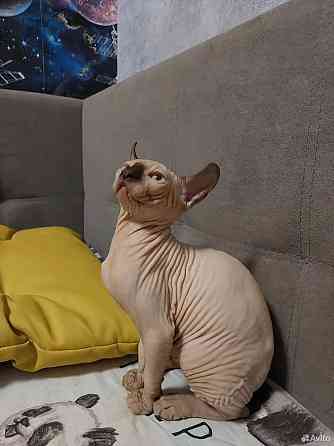 Котята Эльфы Макеевка