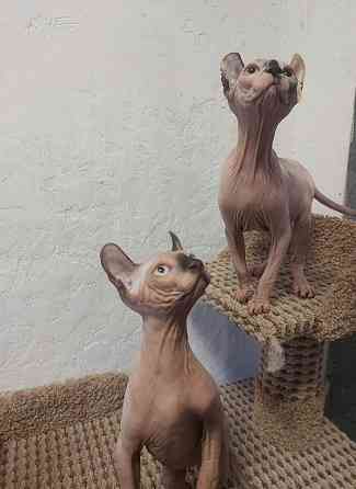 Котята Эльфы Макеевка