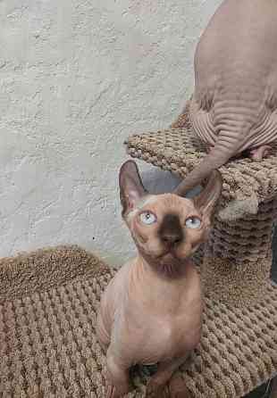 Котята Эльфы Макеевка