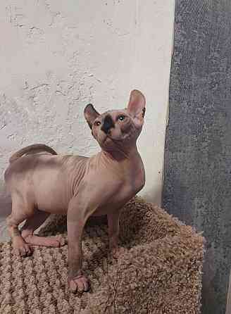 Котята Эльфы Макеевка