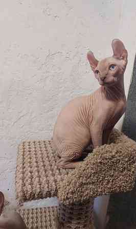 Котята Эльфы Макеевка