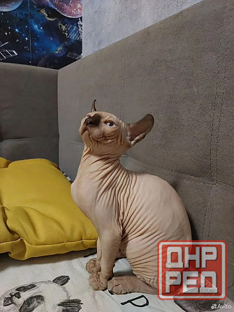 Котята Эльфы Макеевка - изображение 4