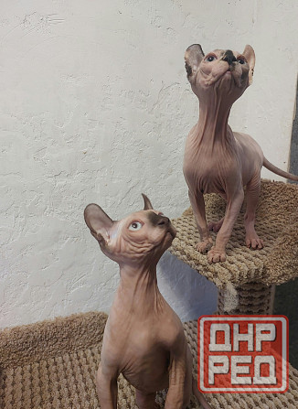 Котята Эльфы Макеевка - изображение 2