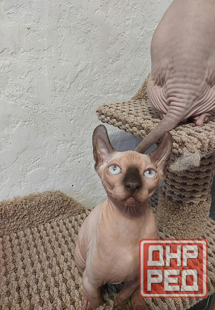 Котята Эльфы Макеевка - изображение 5