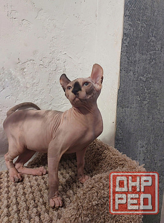 Котята Эльфы Макеевка - изображение 1