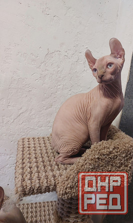 Котята Эльфы Макеевка - изображение 3