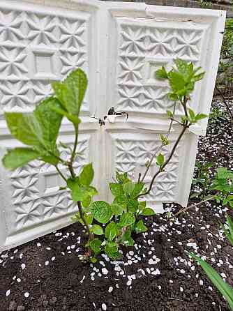 Гортензия древовидная Анабель Донецк