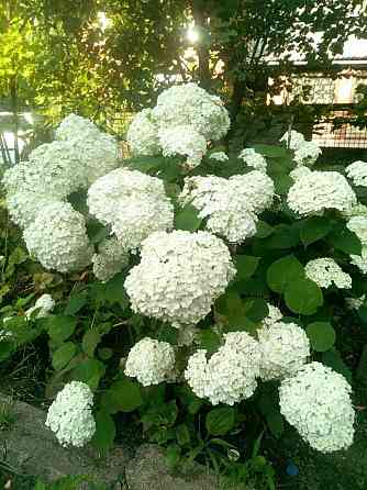Гортензия древовидная Анабель Донецк