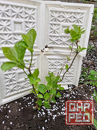 Гортензия древовидная Анабель Донецк - изображение 2