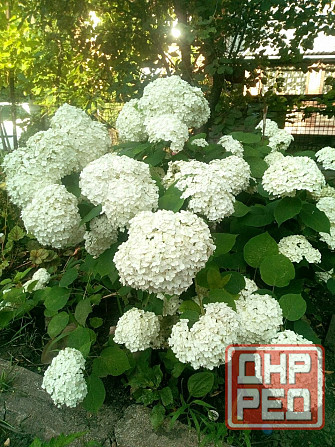 Гортензия древовидная Анабель Донецк - изображение 1