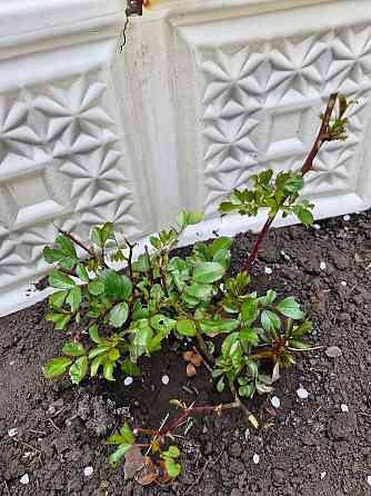 Розы почвопокровные Донецк