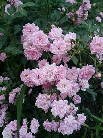 Розы почвопокровные Донецк