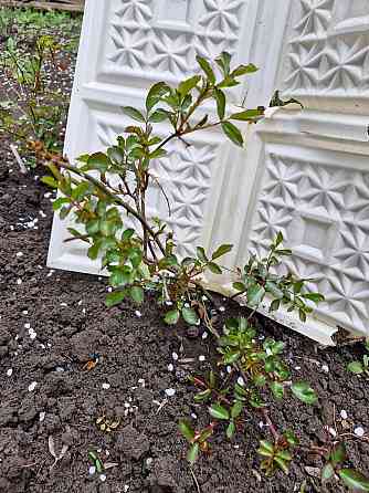 Розы почвопокровные Донецк