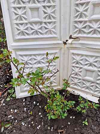 Розы почвопокровные Донецк