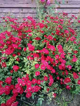 Розы почвопокровные Донецк