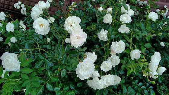 Розы почвопокровные Донецк