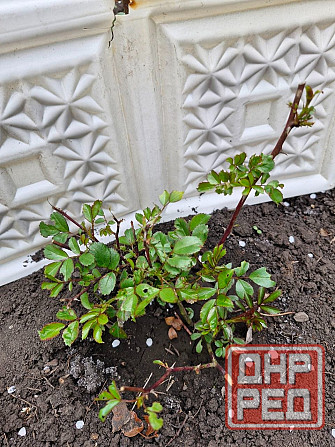 Розы почвопокровные Донецк - изображение 4