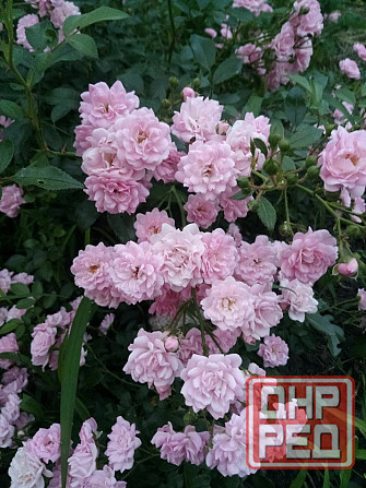 Розы почвопокровные Донецк - изображение 1