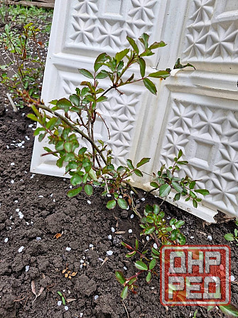 Розы почвопокровные Донецк - изображение 5